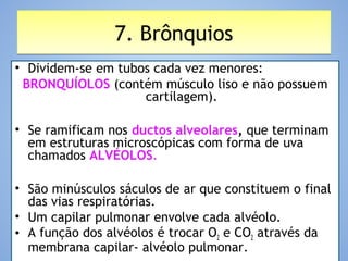 7. Brônquios7. Brônquios
• Dividem-se em tubos cada vez menores:
BRONQUÍOLOS (contém músculo liso e não possuem
cartilagem).
• Se ramificam nos ductos alveolares, que terminam
em estruturas microscópicas com forma de uva
chamados ALVÉOLOS.
• São minúsculos sáculos de ar que constituem o final
das vias respiratórias.
• Um capilar pulmonar envolve cada alvéolo.
• A função dos alvéolos é trocar O2 e CO2 através da
membrana capilar- alvéolo pulmonar.
 