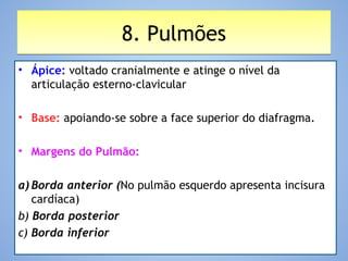 8. Pulmões8. Pulmões
• Ápice: voltado cranialmente e atinge o nível da
articulação esterno-clavicular
• Base: apoiando-se sobre a face superior do diafragma.
• Margens do Pulmão:
a) Borda anterior (No pulmão esquerdo apresenta incisura
cardíaca)
b) Borda posterior
c) Borda inferior
 