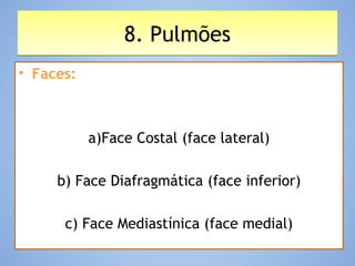 8. Pulmões8. Pulmões
• Faces:
a)Face Costal (face lateral)
b) Face Diafragmática (face inferior)
c) Face Mediastínica (face medial)
 