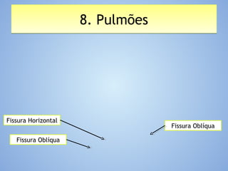 8. Pulmões8. Pulmões
Fissura Oblíqua
Fissura Horizontal
Fissura Oblíqua
 