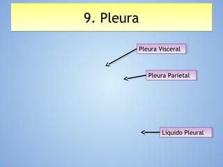 9. Pleura9. Pleura
Pleura VisceralPleura Visceral
Pleura ParietalPleura Parietal
Líquido PleuralLíquido Pleural
 