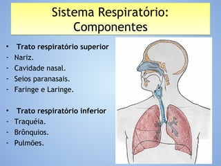 Sistema Respiratório:
Componentes
Sistema Respiratório:
Componentes
• Trato respiratório superior
- Nariz.
- Cavidade nasal.
- Seios paranasais.
- Faringe e Laringe.
• Trato respiratório inferior
- Traquéia.
- Brônquios.
- Pulmões.
 