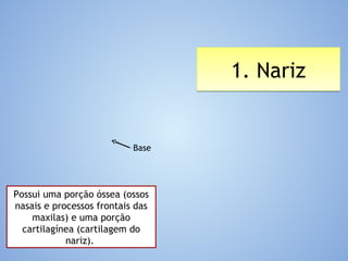 1. Nariz1. Nariz
Possui uma porção óssea (ossos
nasais e processos frontais das
maxilas) e uma porção
cartilagínea (cartilagem do
nariz).
Base
 