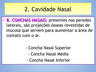 2. Cavidade Nasal2. Cavidade Nasal
• B. CONCHAS NASAIS:B. CONCHAS NASAIS: presentes nas paredes
laterais, são projeções ósseas revestidas de
mucosa que servem para aumentar a área de
contato com o ar.
- Concha Nasal Superior
- Concha Nasal Média
- Concha Nasal Inferior
 