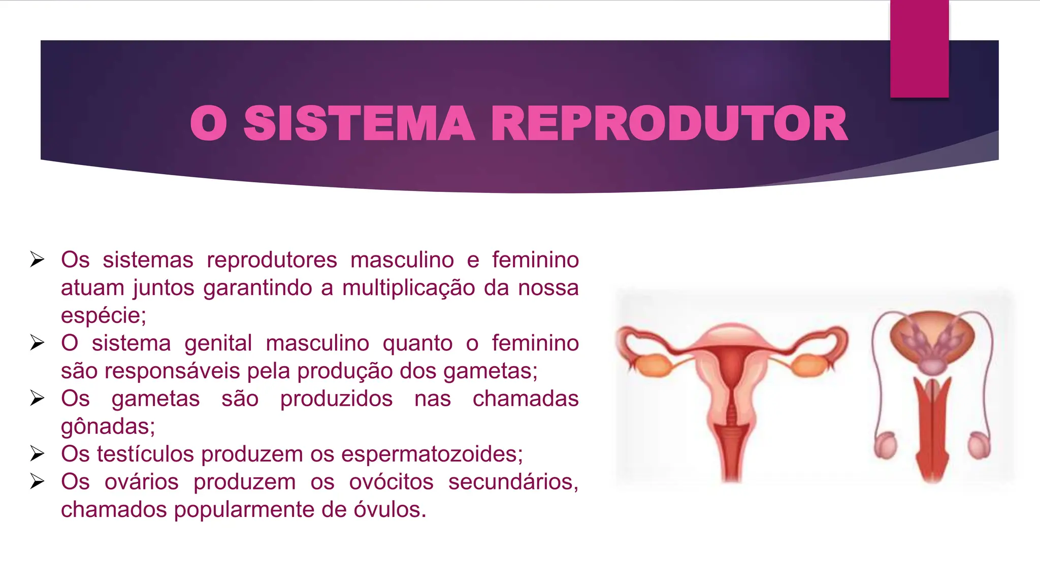 AULA 2 Anatomia e Fisiologia do aparelho Reprodutor Feminino e ...