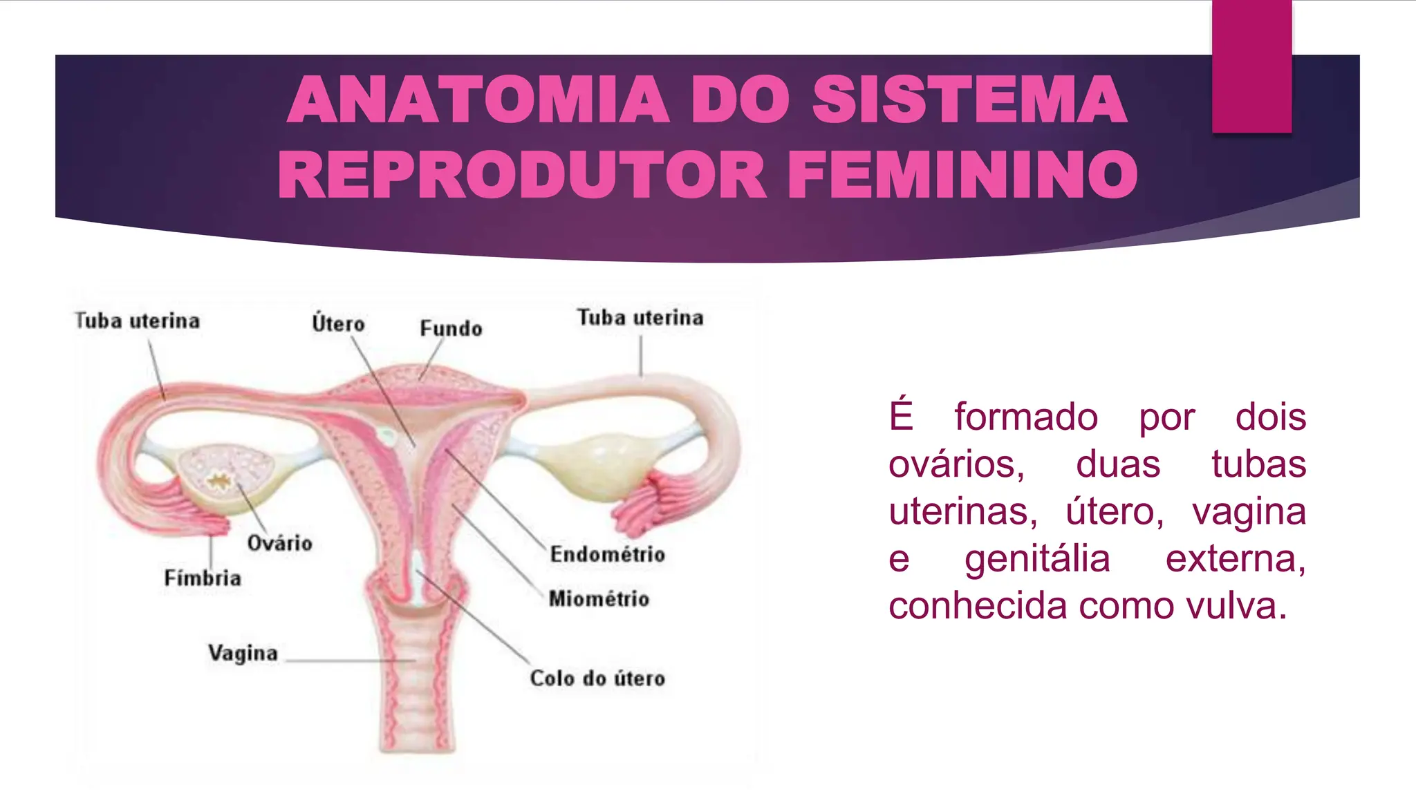 AULA 2 Anatomia e Fisiologia do aparelho Reprodutor Feminino e ...