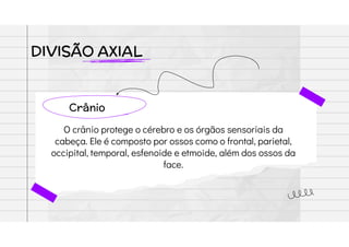 DIVISÃO AXIAL
Crânio
O crânio protege o cérebro e os órgãos sensoriais da
cabeça. Ele é composto por ossos como o frontal, parietal,
occipital, temporal, esfenoide e etmoide, além dos ossos da
face.
 