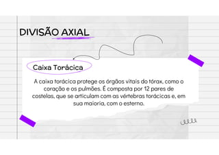 DIVISÃO AXIAL
Caixa Torácica
A caixa torácica protege os órgãos vitais do tórax, como o
coração e os pulmões. É composta por 12 pares de
costelas, que se articulam com as vértebras torácicas e, em
sua maioria, com o esterno.
 