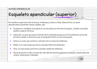 Os membros superiores são os braços, antebraços, pulsos e mãos. Dessa forma, os ossos
apendiculares presentes nessas regiões, são:
● Escápula ou omoplata: A escápula é um osso plano em formato triangular., situado na porção
póstero-superior do tórax.
● Clavícula: um osso que possui formato de S, localizado quase que horizontalmente acima da
primeira costela. A clavícula, junto à escápula formam a cintura escapular.
● Úmero: é o osso que conecta o cotovelo com os ossos do antebraço.
● Rádio: é um osso longo que forma a porção lateral do antebraço.
● Ulna: um osso longo que forma a porção medial do antebraço.
● Ossos do punho e mão: os ossos da mão são de tamanho pequeno e maciços, classificados de
carpos, metacarpos e falanges.
Esqueleto apendicular (superior)
DIVISÃO APENDICULAR
 