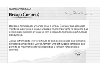 O braço é formado por um único osso: o úmero. É o maior dos ossos dos
membros superiores, e possui um papel muito importante no conjunto. Sua
extremidade superior articula-se com a escápula, formando a articulação
glenoumeral.
Já sua extremidade inferior articula-se com os dois ossos que formam o
antebraço: ulna e rádio. Juntos, formam uma articulação complexa, que
permite os movimentos do tipo dobradiça e também rotacionais: o
cotovelo.
Braço (úmero)
DIVISÃO APENDICULAR
 