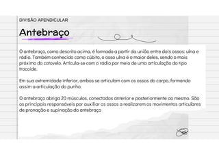 O antebraço, como descrito acima, é formado a partir da união entre dois ossos: ulna e
rádio. Também conhecido como cúbito, o osso ulna é o maior deles, sendo o mais
próximo do cotovelo. Articula-se com o rádio por meio de uma articulação do tipo
trocoide.
Em sua extremidade inferior, ambos se articulam com os ossos do carpo, formando
assim a articulação do punho.
O antebraço abriga 20 músculos, conectados anterior e posteriormente ao mesmo. São
os principais responsáveis por auxiliar os ossos a realizarem os movimentos articulares
de pronação e supinação do antebraço
Antebraço
DIVISÃO APENDICULAR
 