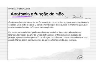 Como descrito anteriormente, a mão se articula com o antebraço graças a conexão entre
os ossos ulna, rádio e carpo. O carpo é formado por 8 ossículos e formato irregular, que
mantem conexões com os 5 ossos metacarpianos.
Em sua extremidade final, podemos observar os dedos, formados pela união das
falanges. Formados a partir da união de três ossos enfileirados (com exceção do
polegar, que apresenta apenas 2), as falanges articulam-se com os ossos do metacarpo,
possibilitando assim os movimentos de abrir ou fechar a mão, por exemplo.
Anatomia e função da mão
DIVISÃO APENDICULAR
 