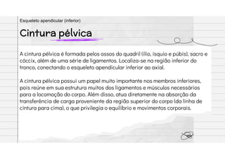 A cintura pélvica é formada pelos ossos do quadril (ílio, ísquio e púbis), sacro e
cóccix, além de uma série de ligamentos. Localiza-se na região inferior do
tronco, conectando o esqueleto apendicular inferior ao axial.
A cintura pélvica possui um papel muito importante nos membros inferiores,
pois reúne em sua estrutura muitos dos ligamentos e músculos necessários
para a locomoção do corpo. Além disso, atua diretamente na absorção da
transferência de carga proveniente da região superior do corpo (da linha de
cintura para cima), o que privilegia o equilíbrio e movimentos corporais.
Cintura pélvica
Esqueleto apendicular (inferior)
 