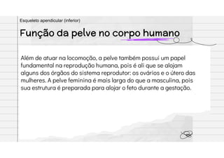 Além de atuar na locomoção, a pelve também possui um papel
fundamental na reprodução humana, pois é ali que se alojam
alguns dos órgãos do sistema reprodutor: os ovários e o útero das
mulheres. A pelve feminina é mais larga do que a masculina, pois
sua estrutura é preparada para alojar o feto durante a gestação.
Função da pelve no corpo humano
Esqueleto apendicular (inferior)
 