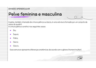 A pelve, também chamada de cintura pélvica ou bacia, é uma estrutura formada por um conjunto de
ossos do quadril.
A cintura pélvica constitui nos seguintes ossos:
● Ílio;
● Ísquio;
● Púbis;
● Sacro;
● Cóccix.
Essa estrutura apresenta diferenças anatômicas de acordo com o gênero (homem/mulher).
Pelve feminina e masculina
DIVISÃO APENDICULAR
 