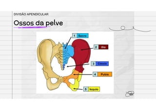 Ossos da pelve
DIVISÃO APENDICULAR
 