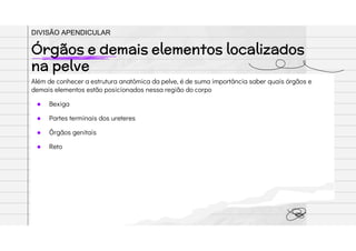 Além de conhecer a estrutura anatômica da pelve, é de suma importância saber quais órgãos e
demais elementos estão posicionados nessa região do corpo
● Bexiga
● Partes terminais dos ureteres
● Órgãos genitais
● Reto
Órgãos e demais elementos localizados
na pelve
DIVISÃO APENDICULAR
 