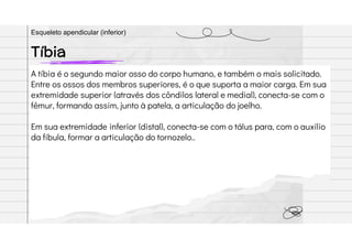 A tíbia é o segundo maior osso do corpo humano, e também o mais solicitado.
Entre os ossos dos membros superiores, é o que suporta a maior carga. Em sua
extremidade superior (através dos côndilos lateral e medial), conecta-se com o
fêmur, formando assim, junto à patela, a articulação do joelho.
Em sua extremidade inferior (distal), conecta-se com o tálus para, com o auxílio
da fíbula, formar a articulação do tornozelo..
Tíbia
Esqueleto apendicular (inferior)
 