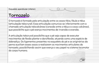 O tornozelo é formado pela articulação entre os ossos tíbia, fíbula e tálus
(articulação talocrural). Essa articulação comunica-se inferiormente com a
chamada articulação talocalcânea (conexão entre o tálus e o osso calcâneo),
que possibilita que o pé exerça movimentos de inversão e eversão.
A articulação talocrural possibilita que o pé seja capaz de executar
movimentos de flexão plantar e dorsiflexão, atuando como uma espécie de
dobradiça. Os ligamentos presentes no esqueleto do pé e os originários da
perna auxiliam esses ossos a realizarem os movimentos articulares do
tornozelo, possibilitando assim que exerça o seu papel no sistema locomotor
do corpo humano.
Tornozelo
Esqueleto apendicular (inferior)
 