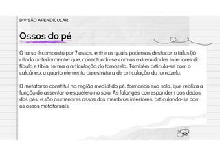 O tarso é composto por 7 ossos, entre os quais podemos destacar o tálus (já
citado anteriormente) que, conectando-se com as extremidades inferiores da
fíbula e tíbia, forma a articulação do tornozelo. Também articula-se com o
calcâneo, o quarto elemento da estrutura de articulação do tornozelo.
O metatarso constitui na região medial do pé, formando sua sola, que realiza a
função de assentar o esqueleto no solo. As falanges correspondem aos dedos
dos pés, e são os menores ossos dos membros inferiores, articulando-se com
os ossos metatarsais.
Ossos do pé
DIVISÃO APENDICULAR
 