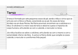 O tarso é formado por sete pequenos ossos do pé, sendo o tálus o único que se
articula com a tíbia e a fíbula, conectando as ao pé. Os ossos do tarso
dividem-se em duas fileiras. Na fileira proximal, encontram-se o calcâneo e o
tálus. O calcâneo é o maior osso do tarso e absorve o peso e impactos do
corpo humano, articulando-se com o cuboide, o navicular e o tarso.
Já o tálus localiza-se sobre o calcâneo, articulando-se com o mesmo e com a
extremidade inferior da tíbia. A outra é a fileira distal, que compõe os ossos
cuboide, o navicular e cuneiformes (três peças).
Tarso
DIVISÃO APENDICULAR
 