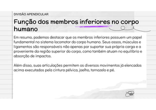 Em resumo, podemos destacar que os membros inferiores possuem um papel
fundamental no sistema locomotor do corpo humano. Seus ossos, músculos e
ligamentos são responsáveis não apenas por suportar sua própria carga e a
proveniente da região superior do corpo, como também atuam no equilíbrio e
absorção de impactos.
Além disso, suas articulações permitem os diversos movimentos já elencados
acima executados pela cintura pélvica, joelho, tornozelo e pé.
Função dos membros inferiores no corpo
humano
DIVISÃO APENDICULAR
 