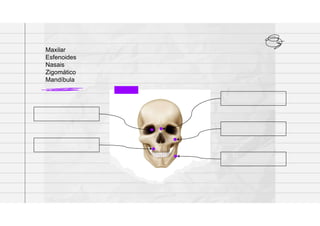 Maxilar
Esfenoides
Nasais
Zigomático
Mandíbula
 