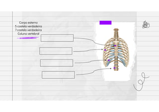 Corpo esterno
5 costela verdadeira
7 costela verdadeira
Coluna vertebral
 
