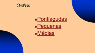 Orelhas
Pontiagudas
Pequenas
Médias
 