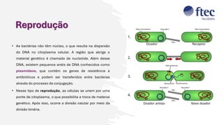Reprodução
• As bactérias não têm núcleo, o que resulta na dispersão
do DNA no citoplasma celular. A região que abriga o
material genético é chamada de nucleóide. Além desse
DNA, existem pequenos anéis de DNA conhecidos como
plasmídeos, que contêm os genes de resistência a
antibióticos e podem ser transferidos entre bactérias
através do processo de conjugação.
• Nesse tipo de reprodução, as células se unem por uma
ponte de citoplasma, o que possibilita a troca de material
genético. Após isso, ocorre a divisão celular por meio da
divisão binária.
 
