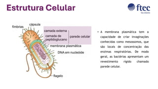 Estrutura Celular
• A membrana plasmática tem a
capacidade de criar invaginações
conhecidas como mesossomos, que
são locais de concentração das
enzimas respiratórias. De modo
geral, as bactérias apresentam um
revestimento rígido chamado
parede celular.
 
