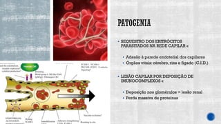 ▪ SEQUESTRO DOS ERITRÓCITOS
PARASITADOS NA REDE CAPILAR «
▪ Adesão à parede endotelial dos capilares
▪ Órgãos vitais: cérebro, rins e fígado (C.I.D.)
▪ LESÃO CAPILAR POR DEPOSIÇÃO DE
IMUNOCOMPLEXOS «
▪ Deposição nos glomérulos = lesão renal
▪ Perda massiva de proteínas
 