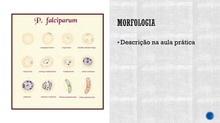 ▪Descrição na aula prática
 