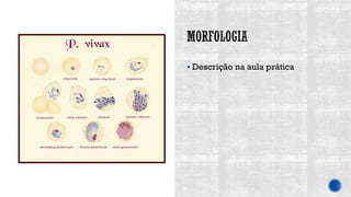 ▪ Descrição na aula prática
 