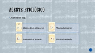 ▪ Plasmodium spp.
Plasmodium falciparum Plasmodium vivax
Plasmodium malarie Plasmodium ovale
 