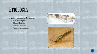 ▪ Vetor: mosquito Anopheles
▪ Filo: Arthropoda
▪ Classe: Insecta
▪ Ordem: Diptera
▪ Gênero: Anopheles
 