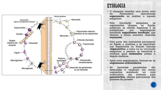 ▪ O mosquito introduz uma forma ativa
do Plasmodium, denominada
esporozoíto, ao realizar o repasto
sanguíneo
▪ Pela circulação sanguínea os
esporozoítas chegam ao fígado,
penetram as células hepáticas e se
multiplicam por esquizogonia
formando esquizontes teciduais, que
liberam a forma evolutiva chamada
merozoíto
▪ Uma parte dos merozoítas permanece
no fígado e continua a se reproduzir
nos hepatócitos ou ficando latentes
(hipnozoítos), a outra cai na circulação
sanguínea e penetra as hemácias e
evoluem para trofozoítos jovens e
depois maduros.
▪ Após nova esquizogonia, formam-se os
esquizontes eritrocitários
▪ As hemácias parasitadas são
destruídas e originam ora outros
merozoítos realizando um ciclo
eritrocitário, ora evoluem para
gametócitos, células precursoras dos
gametas do parasito
 