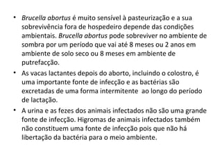 • Brucella abortus é muito sensível à pasteurização e a sua
sobrevivência fora de hospedeiro depende das condições
ambientais. Brucella abortus pode sobreviver no ambiente de
sombra por um período que vai até 8 meses ou 2 anos em
ambiente de solo seco ou 8 meses em ambiente de
putrefacção.
• As vacas lactantes depois do aborto, incluindo o colostro, é
uma importante fonte de infecção e as bactérias são
excretadas de uma forma intermitente ao longo do período
de lactação.
• A urina e as fezes dos animais infectados não são uma grande
fonte de infecção. Higromas de animais infectados também
não constituem uma fonte de infecção pois que não há
libertação da bactéria para o meio ambiente.
 