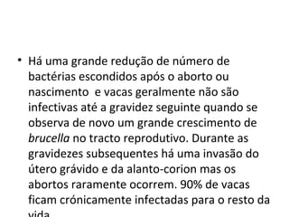 • Há uma grande redução de número de
bactérias escondidos após o aborto ou
nascimento e vacas geralmente não são
infectivas até a gravidez seguinte quando se
observa de novo um grande crescimento de
brucella no tracto reprodutivo. Durante as
gravidezes subsequentes há uma invasão do
útero grávido e da alanto-corion mas os
abortos raramente ocorrem. 90% de vacas
ficam crónicamente infectadas para o resto da
 