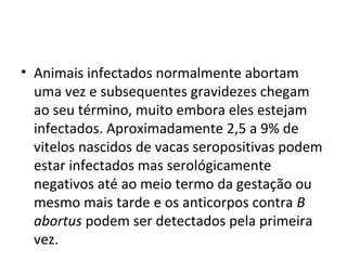 • Animais infectados normalmente abortam
uma vez e subsequentes gravidezes chegam
ao seu término, muito embora eles estejam
infectados. Aproximadamente 2,5 a 9% de
vitelos nascidos de vacas seropositivas podem
estar infectados mas serológicamente
negativos até ao meio termo da gestação ou
mesmo mais tarde e os anticorpos contra B
abortus podem ser detectados pela primeira
vez.
 