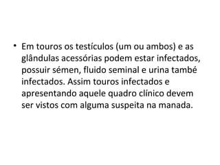 • Em touros os testículos (um ou ambos) e as
glândulas acessórias podem estar infectados,
possuir sémen, fluido seminal e urina també
infectados. Assim touros infectados e
apresentando aquele quadro clínico devem
ser vistos com alguma suspeita na manada.
 