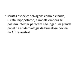 • Muitas espécies selvagens como o elande,
Girafa, hipopótamo, e impala embora se
possam infectar parecem não jogar um grande
papel na epidemiologia da brucelose bovina
na África austral.
 