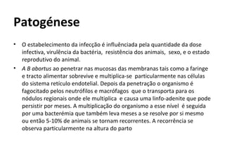Patogénese
 • O estabelecimento da infecção é influênciada pela quantidade da dose 
infectiva, virulência da bactéria,  resistência dos animais,  sexo, e o estado 
reprodutivo do animal.
• A B abortus ao penetrar nas mucosas das membranas tais como a faringe 
e tracto alimentar sobrevive e multiplica-se  particularmente nas células 
do sistema retículo endotelial. Depois da penetração o organismo é 
fagocitado pelos neutrófilos e macrófagos  que o transporta para os 
nódulos regionais onde ele multiplica  e causa uma linfo-adenite que pode 
persistir por meses. A multiplicação do organismo a esse nível  é seguida 
por uma bacterémia que também leva meses a se resolve por si mesmo 
ou então 5-10% de animais se tornam recorrentes. A recorrência se 
observa particularmente na altura do parto
 