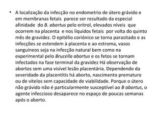 • A localização da infecção no endometrio de útero grávido e 
em membranas fetais  parece ser resultado da especial 
afinidade  do B. abortus pelo eritrol, elevados níveis  que 
ocorrem na placenta  e nos líquidos fetais  por volta do quinto 
mês de gravidez. O epitélio coriónico se torna parasitado e as 
infecções se estendem à placenta e ao estroma, vasos 
sanguineos seja na infecção natural bem como na 
experimental pelo Brucella abortus e os fetos se tornam 
infectados na fase terminal da gravidez Há observação de 
abortos sem uma visível lesão placentária. Dependendo da 
severidade da placentitis há aborto, nascimento prematuro 
ou de vitelos sem capacidade de viabilidade. Porque o útero 
não grávido não é particularmente susceptível ao B abortus, o 
agente infeccioso desaparece no espaço de poucas semanas 
após o aborto.
 