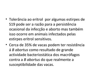 • Tolerância ao eritrol  por algumas estirpes de 
S19 pode ser a razão para a persistência 
ocasional da infecção e aborto mas também 
isso ocorre em animais infectados pelas 
estirpes eritrol sensitivos.
• Cerca de 35% de vacas podem ter resistência 
á B abortus como resultado de grande 
actividade bacteriostática dos macrófagos  
contra a B abortus do que realmente a 
susceptibilidade das vacas. 
 