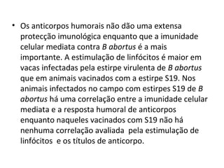• Os anticorpos humorais não dão uma extensa 
protecção imunológica enquanto que a imunidade 
celular mediata contra B abortus é a mais 
importante. A estimulação de linfócitos é maior em 
vacas infectadas pela estirpe virulenta de B abortus
que em animais vacinados com a estirpe S19. Nos 
animais infectados no campo com estirpes S19 de B
abortus há uma correlação entre a imunidade celular 
mediata e a resposta humoral de anticorpos 
enquanto naqueles vacinados com S19 não há 
nenhuma correlação avaliada  pela estimulação de 
linfócitos  e os títulos de anticorpo.
 