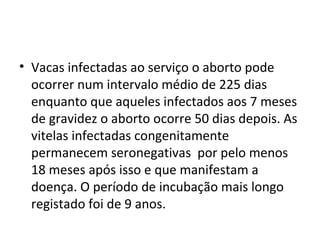 • Vacas infectadas ao serviço o aborto pode 
ocorrer num intervalo médio de 225 dias 
enquanto que aqueles infectados aos 7 meses 
de gravidez o aborto ocorre 50 dias depois. As 
vitelas infectadas congenitamente 
permanecem seronegativas  por pelo menos 
18 meses após isso e que manifestam a 
doença. O período de incubação mais longo 
registado foi de 9 anos.
 