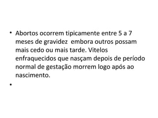 • Abortos ocorrem tipicamente entre 5 a 7 
meses de gravidez  embora outros possam 
mais cedo ou mais tarde. Vitelos 
enfraquecidos que nasçam depois de período 
normal de gestação morrem logo após ao 
nascimento. 
•  
 