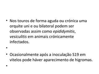 • Nos touros de forma aguda ou crónica uma
orquite uni e ou bilateral podem ser
observadas assim como epididymitis,
vesiculitis em animais crónicamente
infectados.
•
• Ocasionalmente após a inoculação S19 em
vitelos pode háver aparecimento de higromas.
•
 