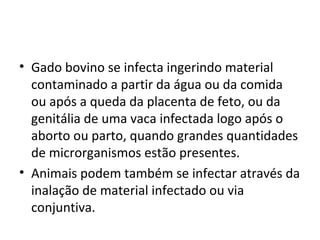 • Gado bovino se infecta ingerindo material
contaminado a partir da água ou da comida
ou após a queda da placenta de feto, ou da
genitália de uma vaca infectada logo após o
aborto ou parto, quando grandes quantidades
de microrganismos estão presentes.
• Animais podem também se infectar através da
inalação de material infectado ou via
conjuntiva.
 